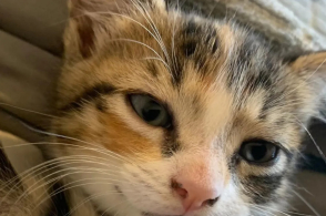 中国国家图书馆收藏创世之作陈木香《资治通鉴·书法卷》作者:郝媛2014-10-1921:28:28来源:东方收藏网.pa-星空官网登录(图3)