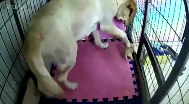 “xingkong体育官网登录”里瓦尔多:皇马太差了 可能躲过了一次历史性惨案