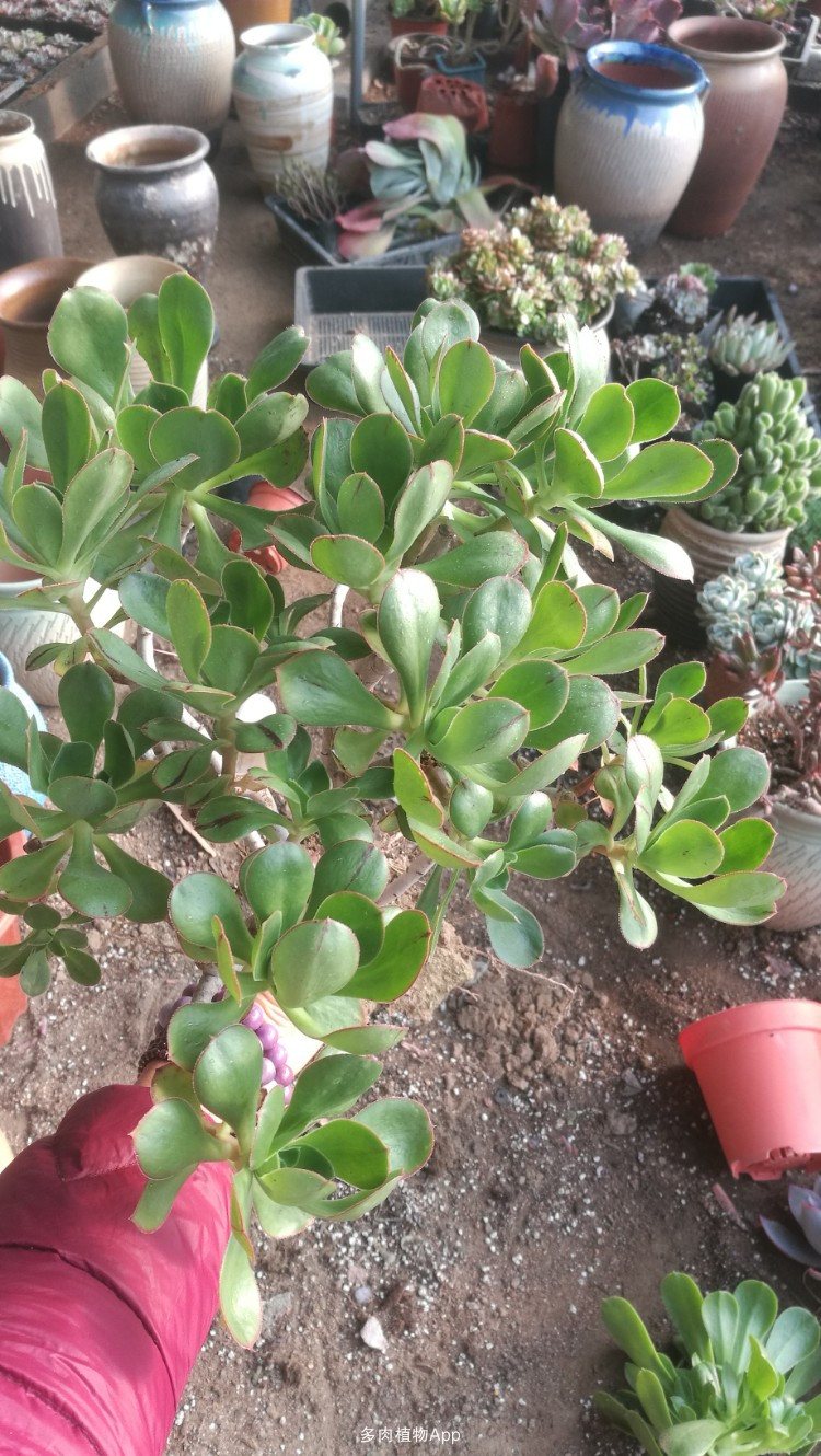 
《艺术之家--数据库》之中国刀人-黄文佑-作品赏析【xingkong体育官网登录】