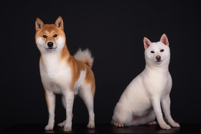 星空体育官网-身价涨千倍钱币收藏内有乾坤