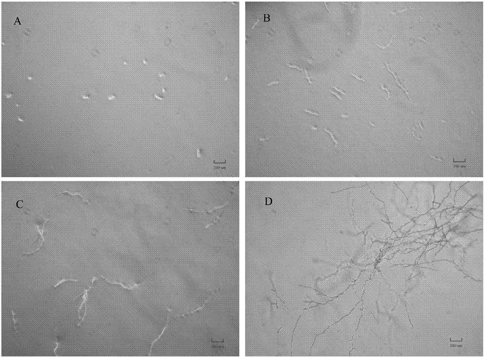 “星空体育官网”牛娃家长讲述海淀外国语考试内容，还原面试(图2)
